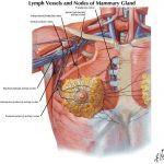 Pictures Of Axillary Lymph Nodes