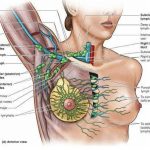 Pictures Of Axillary Lymph Nodes