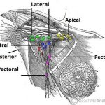 Pictures Of Axillary Lymph Nodes