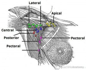 Pictures Of Axillary Lymph Nodes