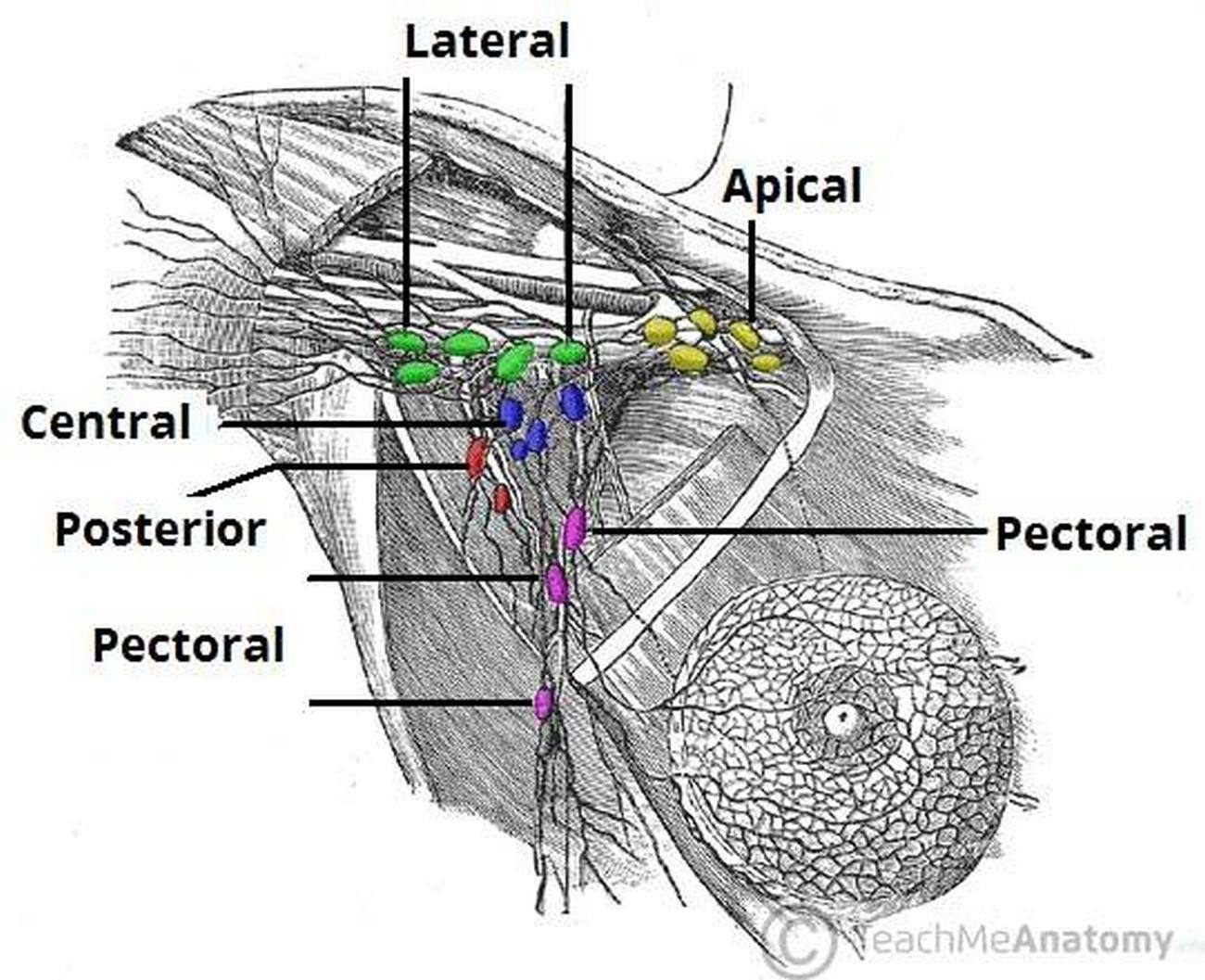 Pictures Of Axillary Lymph Nodes Healthiack