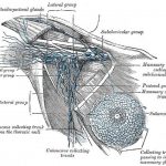 Pictures Of Axillary Lymph Nodes