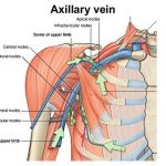 Pictures Of Axillary Vein