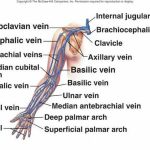 Pictures Of Axillary Vein