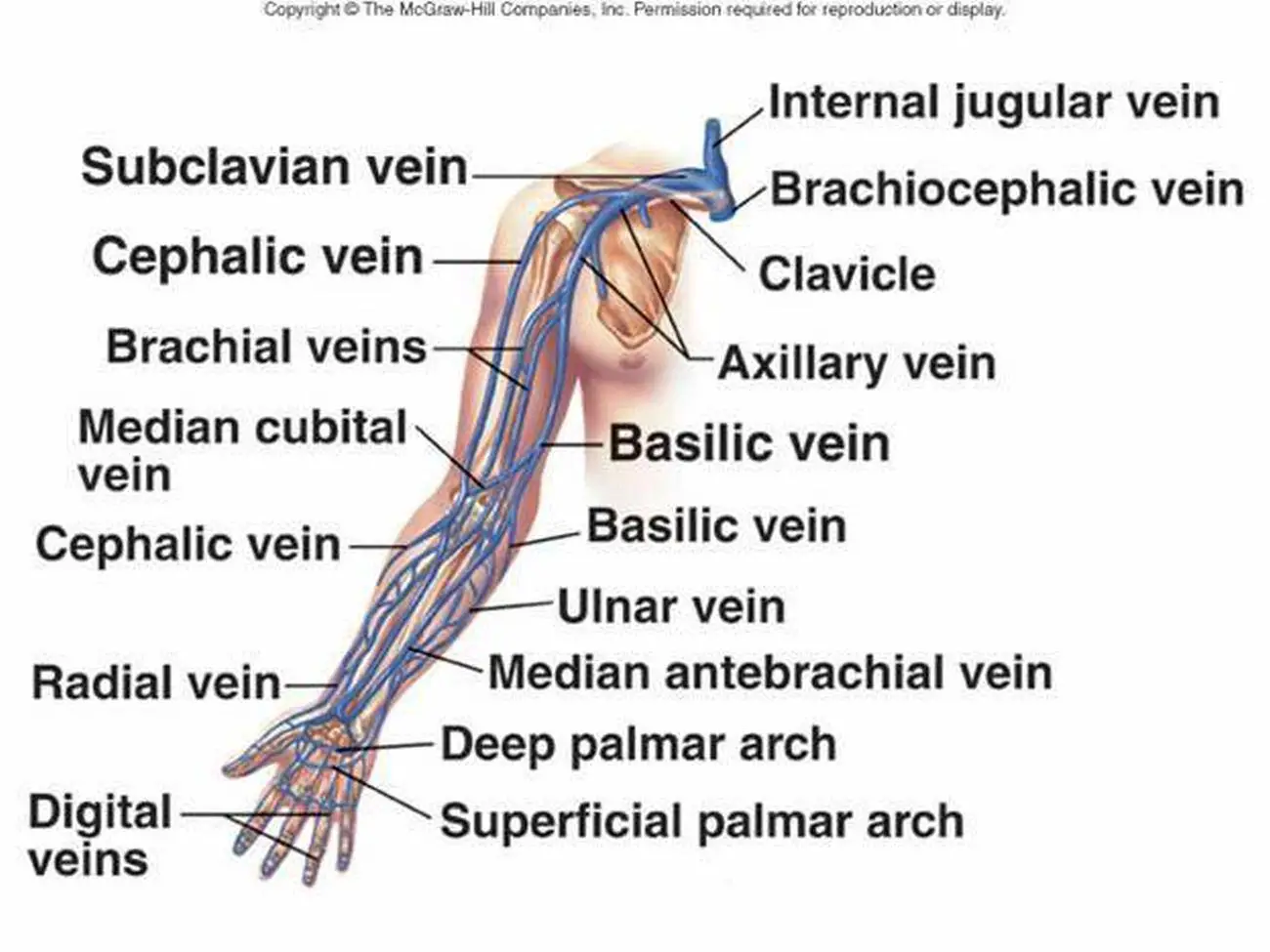 Pictures Of Axillary Vein
