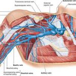 Pictures Of Axillary Vein