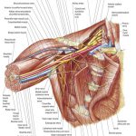 Pictures Of Axillary Vein