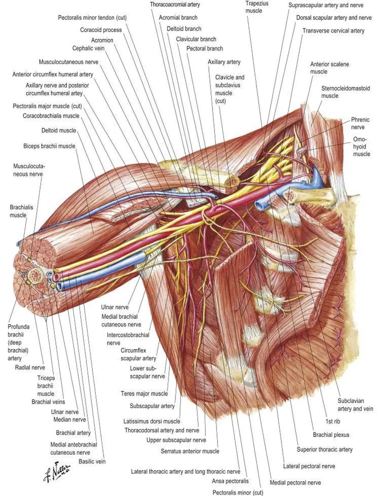 Pictures Of Axillary Vein
