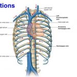 Pictures Of Azygos Vein