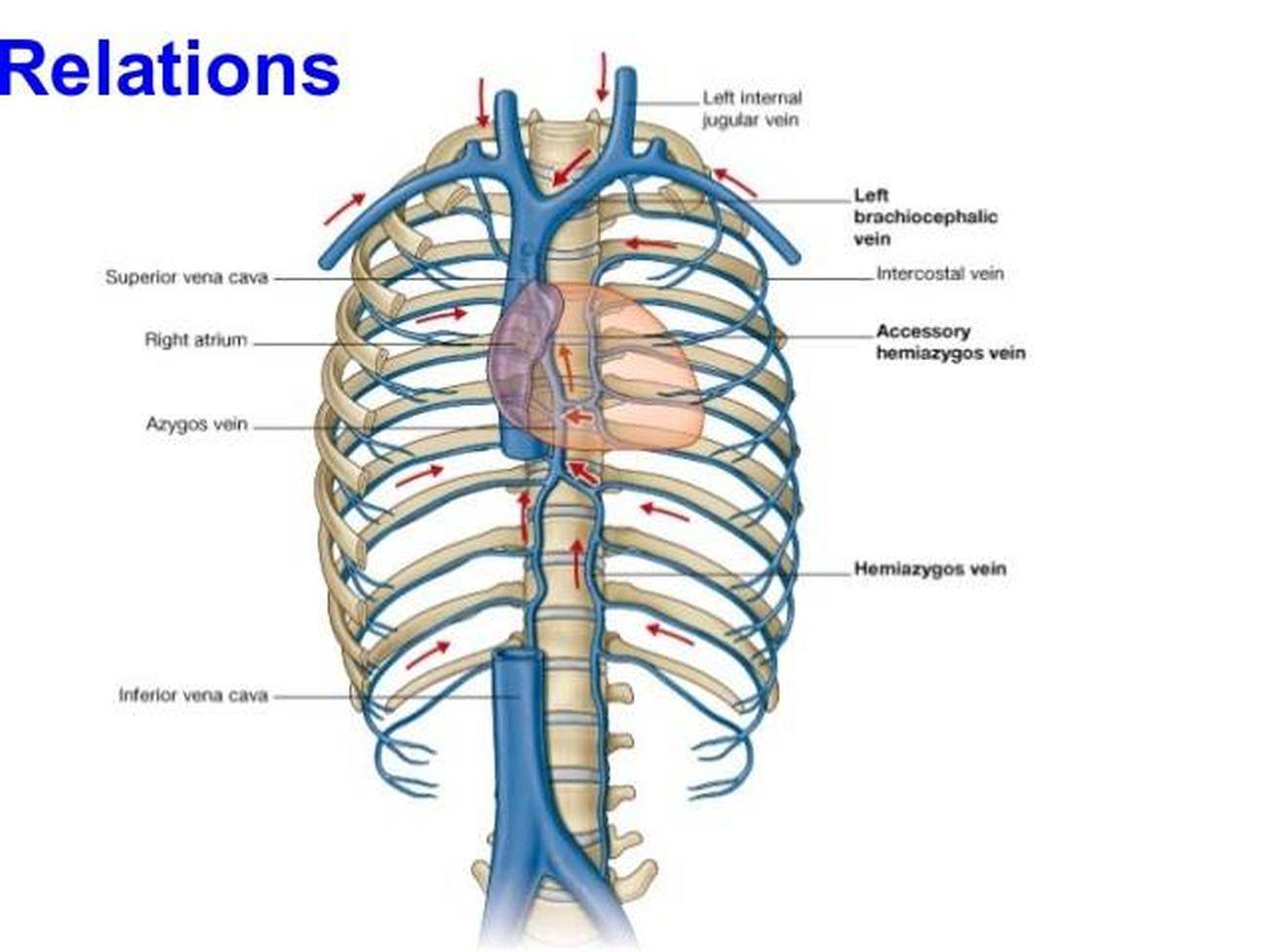 Pictures Of Azygos Vein