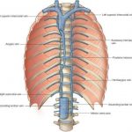 Pictures Of Azygos Vein