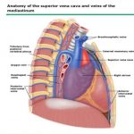 Pictures Of Azygos Vein