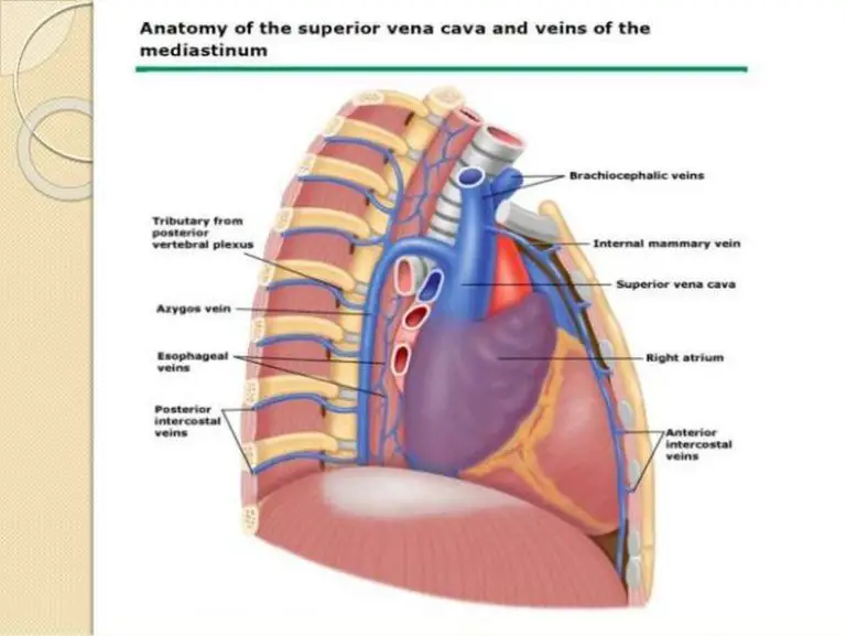 Pictures Of Azygos Vein