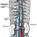 Pictures Of Azygos Vein