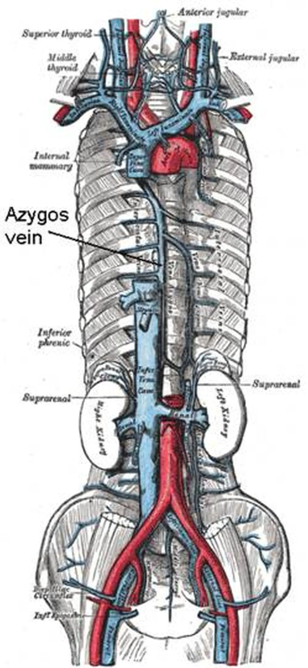 Pictures Of Azygos Vein