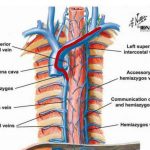 Pictures Of Azygos Vein