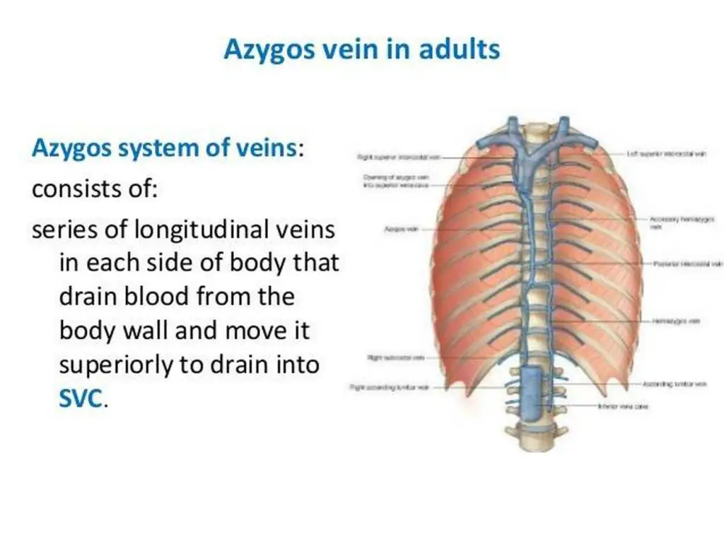 Pictures Of Azygos Vein