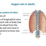 Pictures Of Azygos Vein