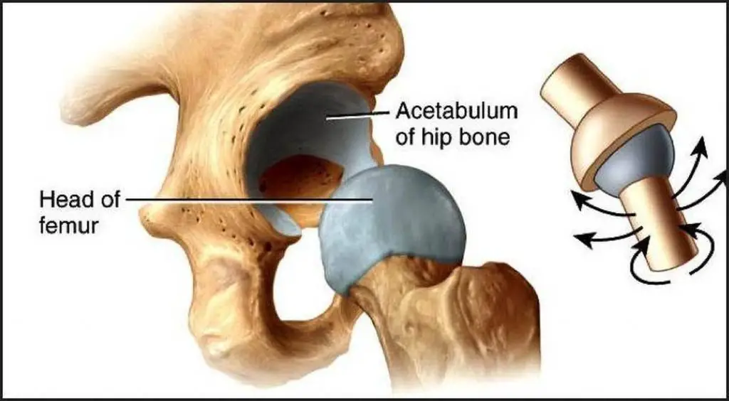 pictures-of-ball-and-socket-joint