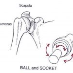Pictures Of Ball And Socket Joint