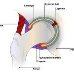 Pictures Of Ball And Socket Joint