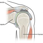 Pictures Of Ball And Socket Joint
