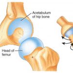 Pictures Of Ball And Socket Joint