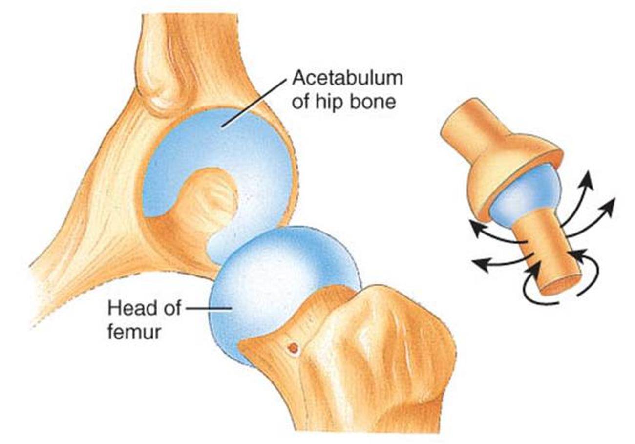 Pictures Of Ball And Socket Joint