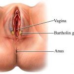 Pictures Of Bartholin’s Gland