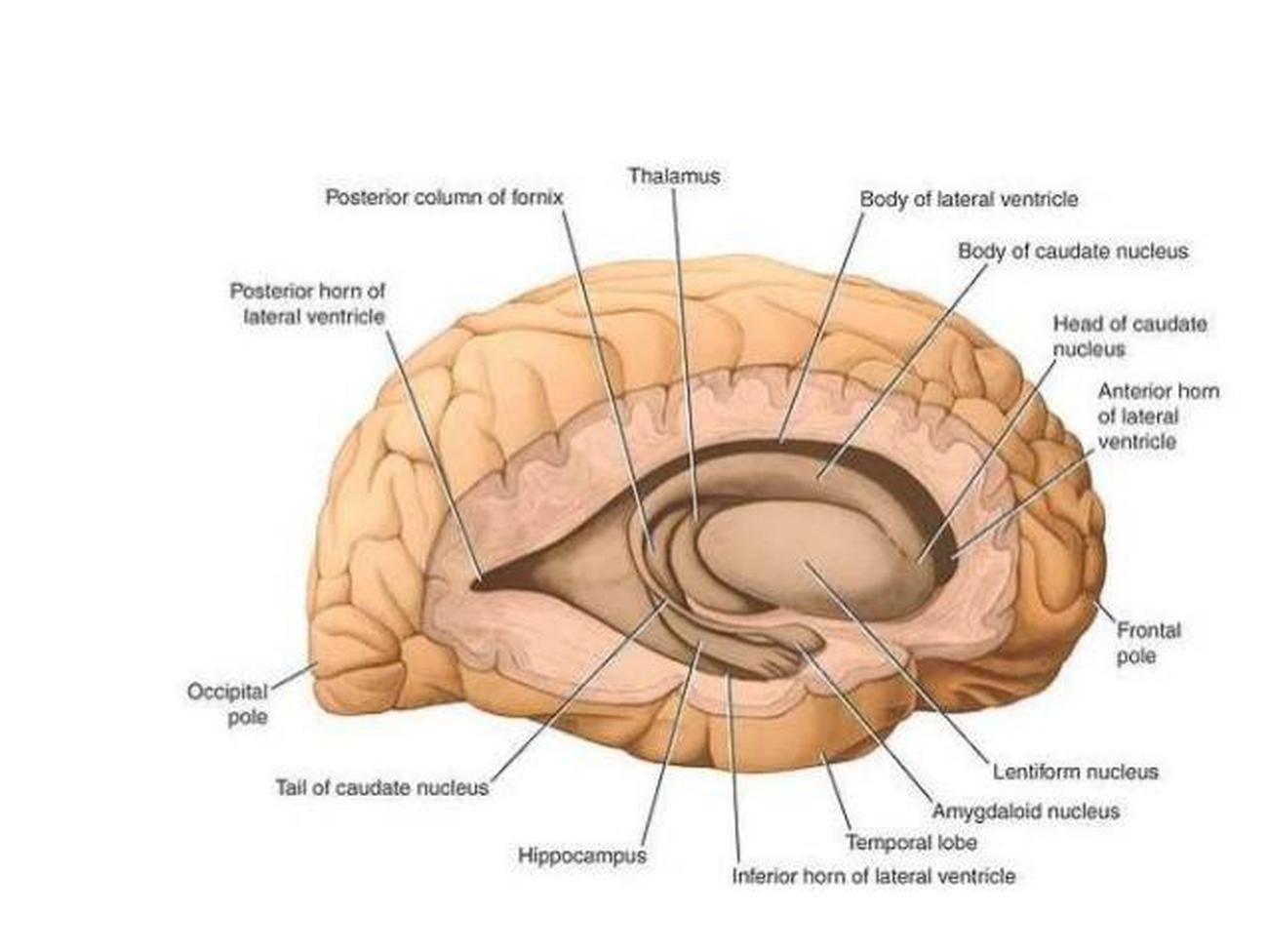 Pictures Of Basal Ganglia