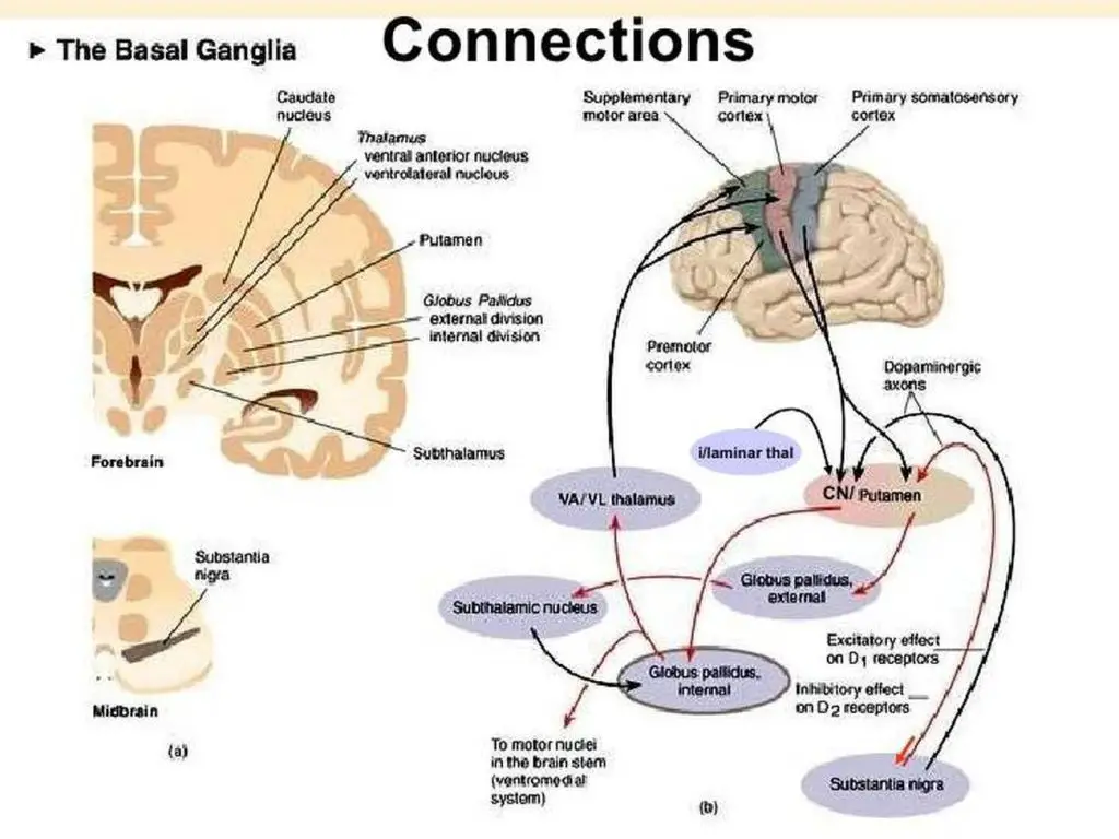 Pictures Of Basal Ganglia