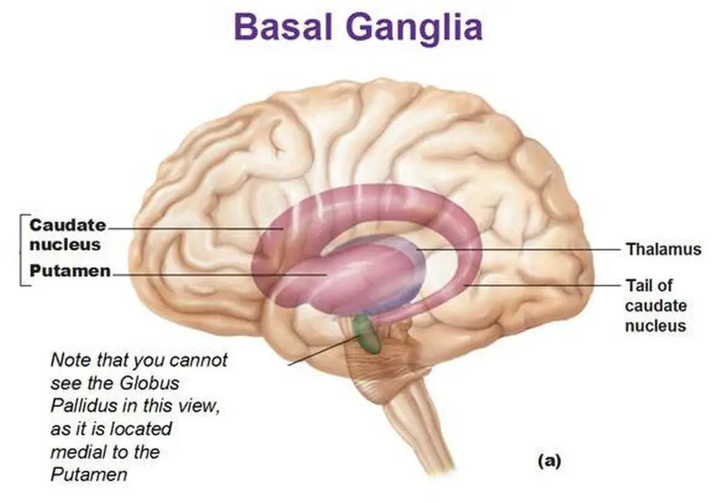 Pictures Of Basal Ganglia
