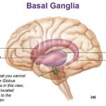 Pictures Of Basal Ganglia