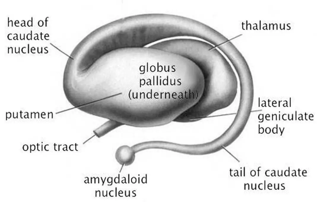 Pictures Of Basal Ganglia