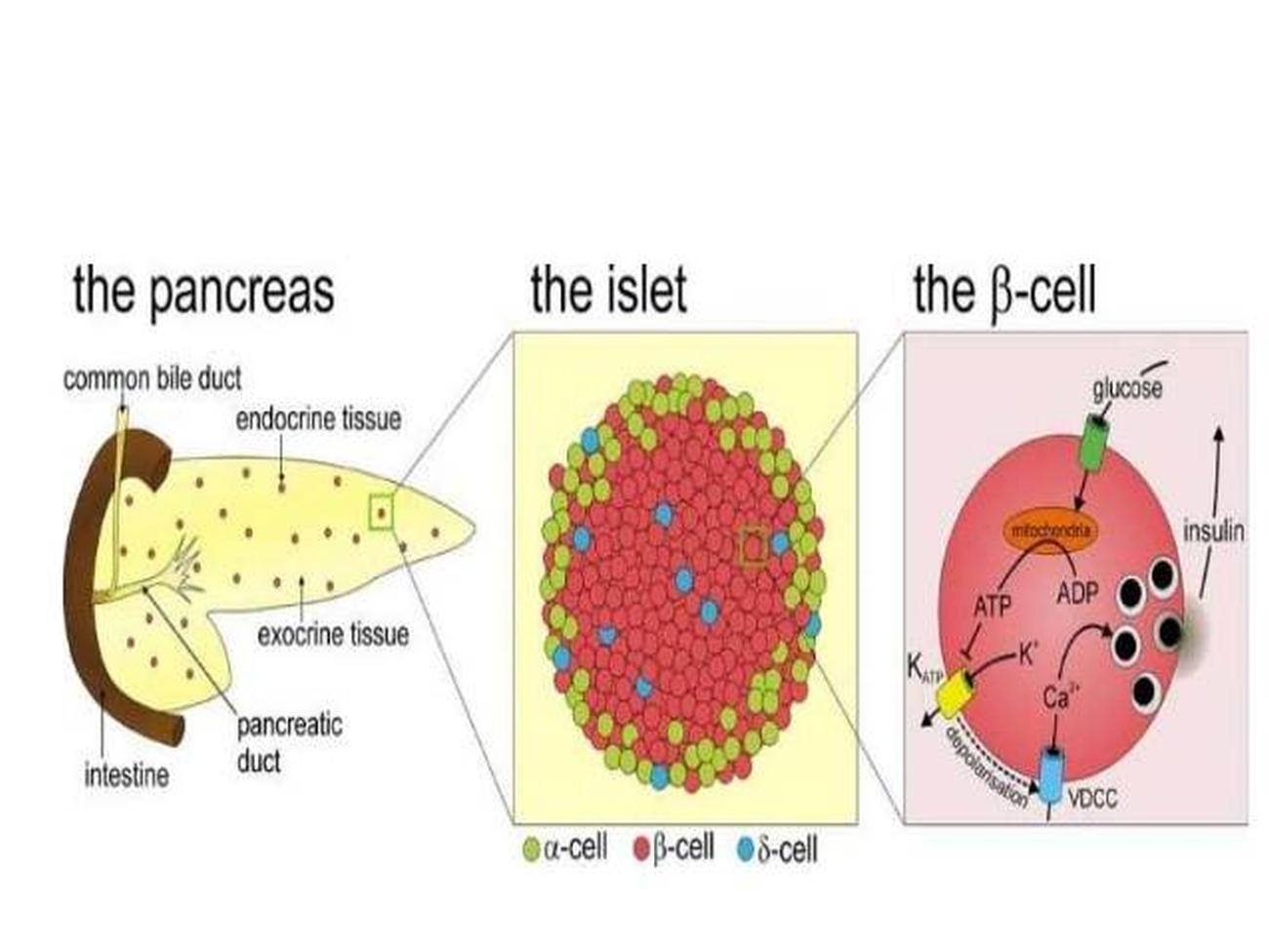 Pictures Of Beta Cells