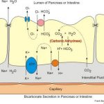Pictures Of Bicarbonate Juice