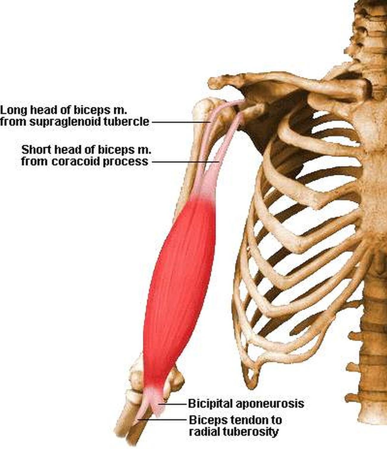 Pictures Of Biceps Brachii