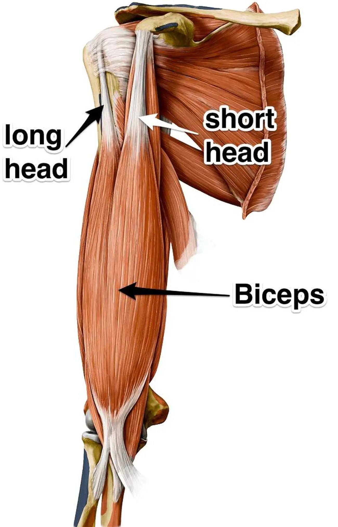 Pictures Of Biceps Brachii