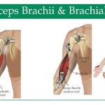 Pictures Of Biceps Brachii Tendons