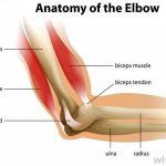 Pictures Of Biceps Brachii Tendons