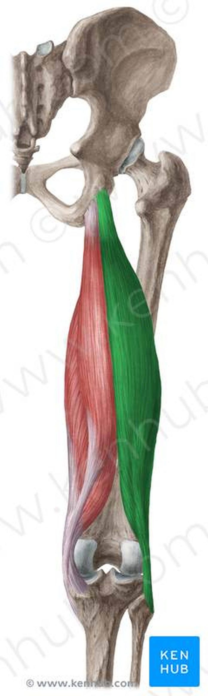 Musculus biceps femoris