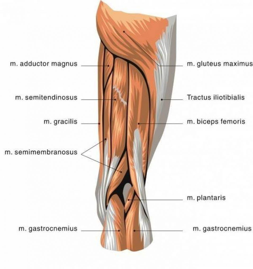 Pictures Of Biceps Femoris Tendons 1723