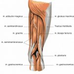 Pictures Of Biceps Femoris Tendons