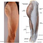 Pictures Of Biceps Femoris Tendons