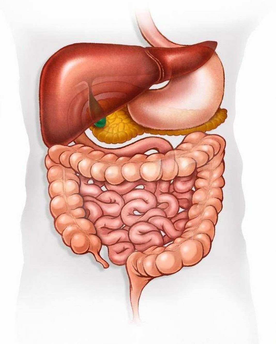Pictures Of Bile