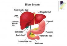 Pictures Of Biliary System