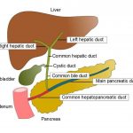 Pictures Of Biliary System