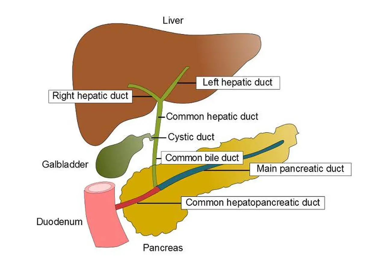 Pictures Of Biliary System