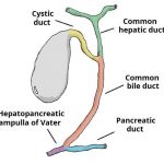 Pictures Of Biliary System