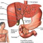 Pictures Of Biliary System